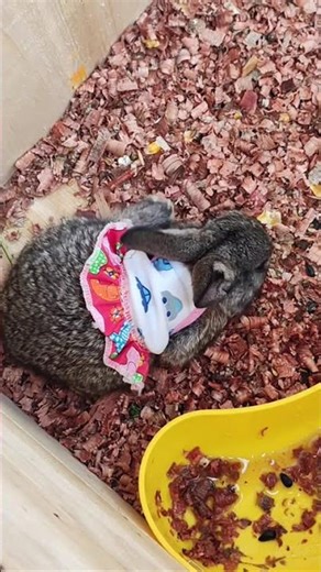 Cute baby Rabbits and Ducklings #duck #rabbits #chicks