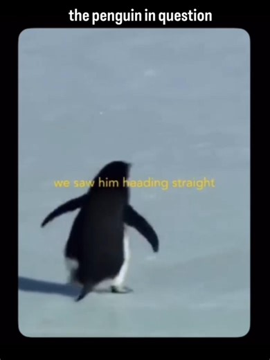 you can't be motivated boy penguin 🐧#pango#paingo#pangochallenge#viralvideo#trending#shorts#ytshorts