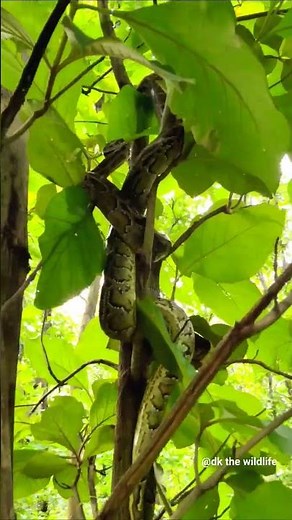 indian rock python#uttarakhand#snake#wildlife#naturelover
