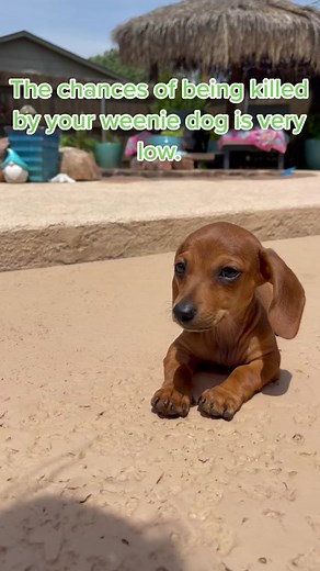 😂😂😂#summervibes2022 #dachshund #andinichole #❤️ #puppy #dachshundsoftiktok