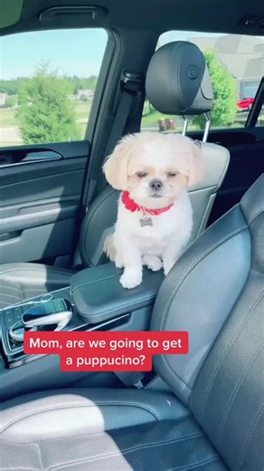 You never said anything about going to the vet, Mom! #vetappointment #starbucks #puppuccino #dog #pet #tiktokdogs #foryou #katespadenyhappydance | That dogstella