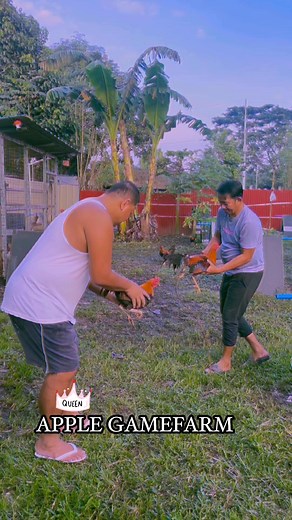 3.3K views · 108 reactions | Pagnabigo Tayo palitan natin yung plano, Wag yung ambisyon.. #applegamefarm #NegosyoHindiBisyo #gamefowlbreeding #BornToSlay #gamingcommunity | Apple Game Farm | Facebook
