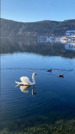 Millstätter See in Österreich – Ein Ausflug zu Schwänen, Bergen und See