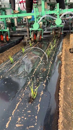 Vegetable Onion Seedling Transplanting Machine | 4 Rows Transplanters