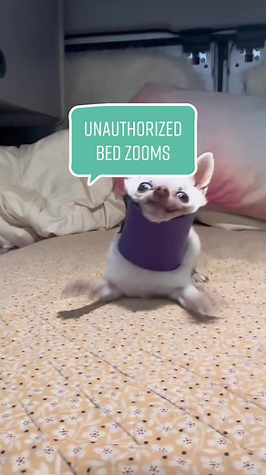 Chihuahua Zoomies: Unstoppable Fun on the Bed!