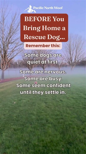 BEFORE You Bring Home Your New Dog
