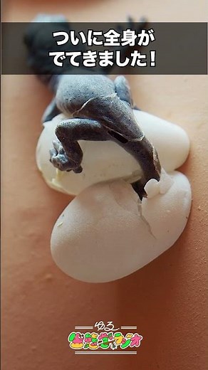 ニホンヤモリが卵から孵ったよ