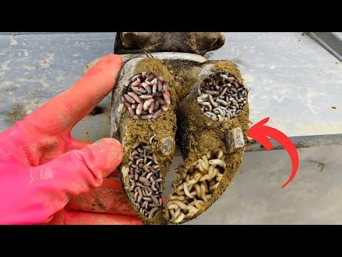 Cow hoof trimming and cleaning | Cow Hoof Abscess Treatment - The Hoof Fixers