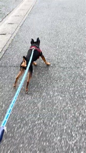 散歩ができない犬