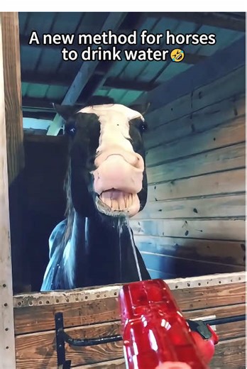The Softness of a Horse's Muzzle: A Unique Close-Up