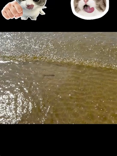 Looking COCOMELON Slime On The Beach #lookingslime #asmr #satisfying #cocomelon #foryou #slimeasmr