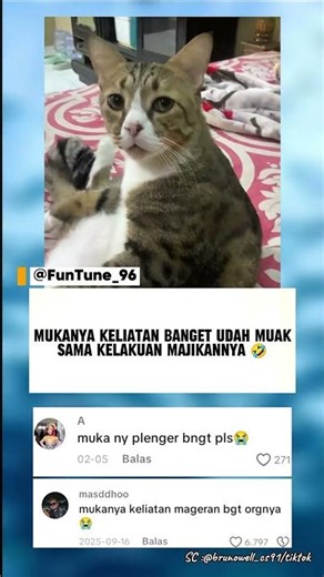kucing plenger bin ajaib 😭 #funny #funtune #humor
