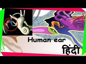 Structure of Human Ear (Hindi) Video Lecture - Class 9
