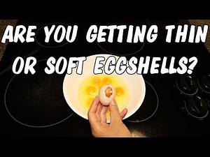 Fixing chickens soft or thin eggshell problems