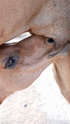 الطبيعة منظر جميل، شاب يشرب الحليب.
