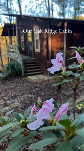 Fall in love with our fall-blooming azaleas🌸 What a fun touch of unexpected color at our woodland cabins! Fall colors are still to come and they will be spectacular, Book Now 🍁🍁🍁 Link in bio #lonecedarcabins #ouachitamountains #fallflowers #azaleas #arkansascabins #hotspringsarkansascabins #cabininthewoods #getaway #roughingit #StayAtLoneCedarCabins | Lone Cedar Cabins