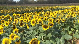 Sunflowers shine at annual Holland Ridge Farms festival | Video | NJ Spotlight News