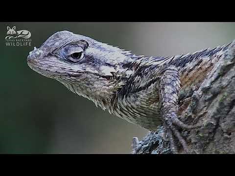 Texas spiny lizards: The best close-up video you will ever see