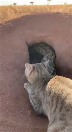 Burrow Horror! Python Drags Cat 😱🐍 #shorts