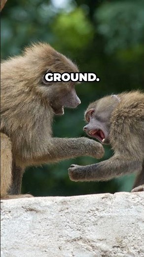 Gorilla vs Orangutan — Who’s STRONGER?