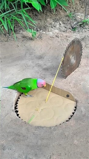 Pro parrot catching tricks 🦜🔥 #ParrotCatch