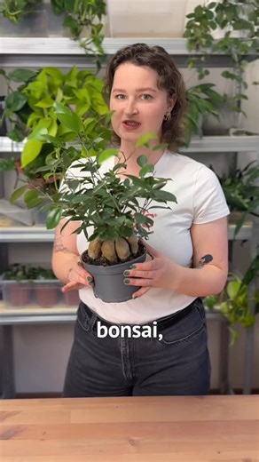 Lucie Pluhařová on Instagram: "Bonsaj, která bonsaj není ✂️🌿 Ficus microcarpa je pokojovka tvarovaná jako bonsaj, ne skutečná bonsaj – a tomu odpovídá i střih. ✂️ Proč ho stříhat: udržuje kompaktní korunu, podporuje větvení a brání tomu, aby dělal dlouhé holé výhony. 🌱 Kdy stříhat: nejlépe jaro–léto, kdy aktivně roste. V zimě jen minimálně a spíš kosmeticky. ✂️ Jak stříhat: dlouhé výhony zkrať klidně na 2–4 listy, stříhej nad listem nebo větvením. Cílem není mini strom, ale vyvážený tvar. 🪴 K