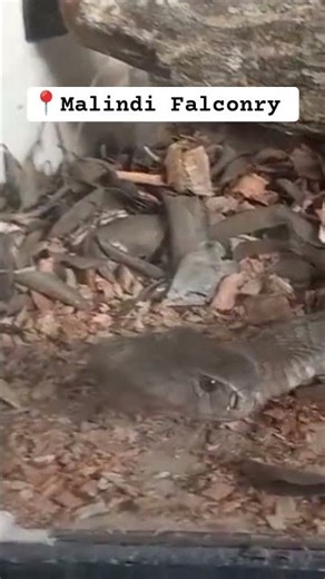 African rock python #python #snake #foryou #fypシ #animals #viral #lilfourcreatives #malindifalconry