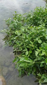 560K views · 11K reactions | Malim tayo nga agsangat ti gubo kakabsat.. #piratangsablay #fishing #fish #fishinglife #fishingislife #fishingtrip #fishingadventure | Piratang Sablay | Facebook