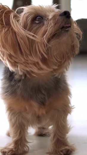Yorkshire Terrier Yorkies dog and puppies facts and educational cute dog videos. #yorkie #yorkiesoftiktok #yorkiesofficial #yorkshire #yorkshireterrier #dogsoftiktok #dog #cutedogs #puppy #cutepuppy #fyp #foryou #satisfying #yorkshireterrierlove❤