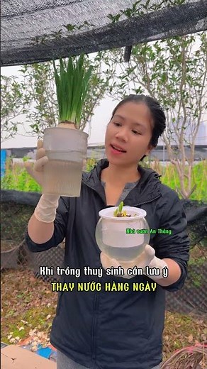 Trồng Hoa Thủy Tiên Tại Nhà: Dễ Dàng Với 5 Bước Đơn Giản!