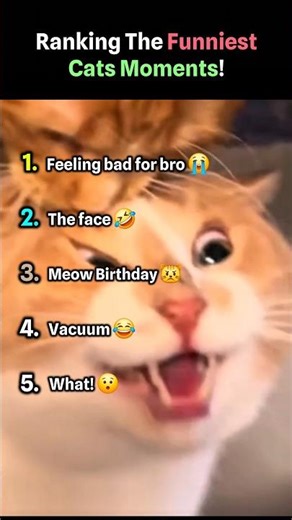 Ranking The Funniest Cats Moments!🤣 #shorts #viral #funny #ranking #cat #cats #cool #fyp