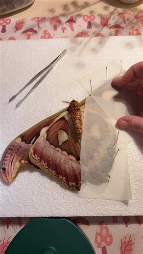 Tonight I pinned this female atlas moth and noticed one hind wing is smaller than the other. More of a challenge to pin symmetrically but absolutely cool to see. Don’t worry after this timelapse I pinned her antennae too 😉 . . . oddities | cottagecore | insects | taxidermy | nature | vintage | art | butterfly | bones | skulls | trinkets | fairy | thrift | insect pinning | insect art | insect preservation