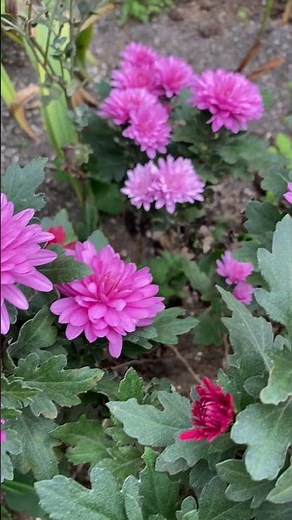 Cheryl Pink Chrysanthemum – The Elegant Bloom Anyone Can Grow!