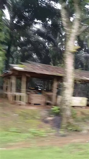 Jhon Leonardo Presley on Instagram: "Masuk ke Kab. Subang kaget ada kebun sawit di daerah pegunungan seperti ini. Sepertinya ini milik PTPN karena kondisinya sangat terawat dan bersih. Tidak mungkin swasta atau perorangan bisa dapat izin sawit di daerah pertanian dan perkebunan teh seperti di Subang ini. Ketika lewat otomatis berasa di Kampar, Riau. Seperti daerah Kebun Durian dan Gunung Sahilan di Kampar Kiri. 😅"