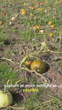 The Complete Life Cycle Of A Pumpkin Plant #farming #facts #easyfarming