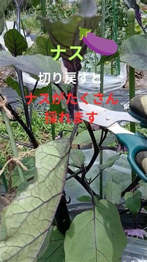 ①たったこれだけ収穫激増・簡単ナスの切り戻し剪定①！家庭菜園