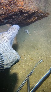 Diving to catch sea animals on the bottom sea. #diving #crab #catchthesea #seafood #seaside #fish #seangsolofishing #seagirldiving | SEANG