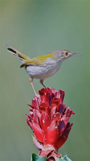 Common Tailorbird | 4k Shorts | 4k video