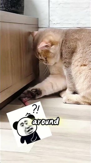 Her Cat Ripped the Bed—Then Found a Gold Bracelet Inside! #usa