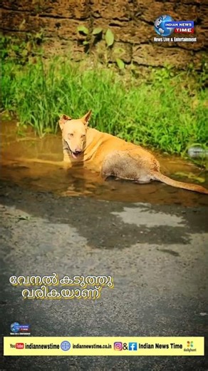 വേനൽ കടുത്തു വരികയാണ് | Indian News Time | #shortsfeed