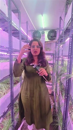 How We Manage Water in Indoor Saffron Multiplication/propagation| Healthy Growth Tips #saffron