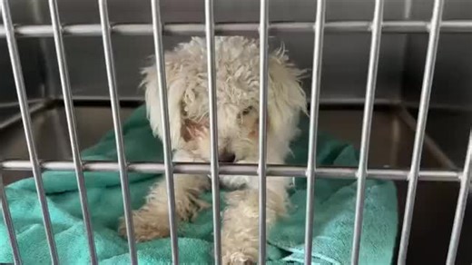 Mindy’s Heartbreaking Journey: A Dog Rescue Story