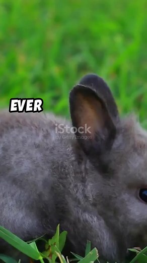 How High Can Rabbits Jump? Discover Their Impressive Leaping Abilities