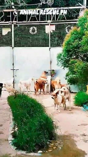 Sino sinisilip nyo dyan? | Animal Rescue PH