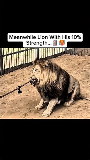 Animal vs Human 🗿🥵 #shortsviral #mrbeast #mrbeastedit