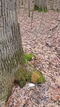 Hundred Acre Woods Winter 100 Hike!