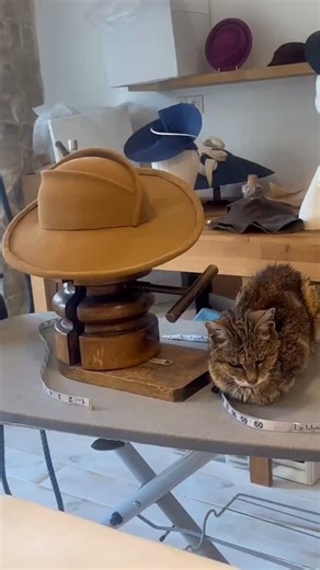 Millinery Workshops on Instagram: "Rani crept into my studio and found a place to rest next to this hat which is being made by a local student who is a complete beginner to millinery. The hat isn’t finished as the edges of the hat brim are going to be rolled then a leather trim will be added. Rani is very respectful of the hats in the studio she knows that normally she would be kept out of the studio. I’ve been lenient with her as she’s recovering from a nasty attack from another cat and we thou