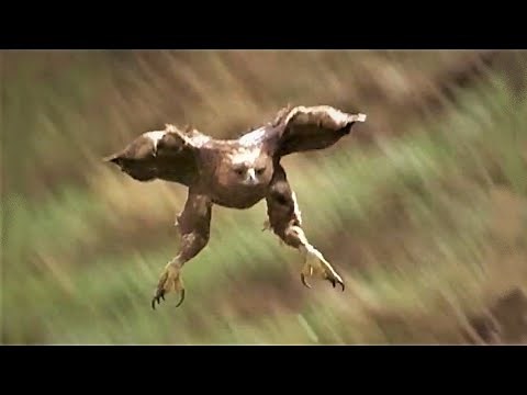 EAGLE ATTACKS FOX - UN AIGLE ROYAL ATTAQUE UN RENARD