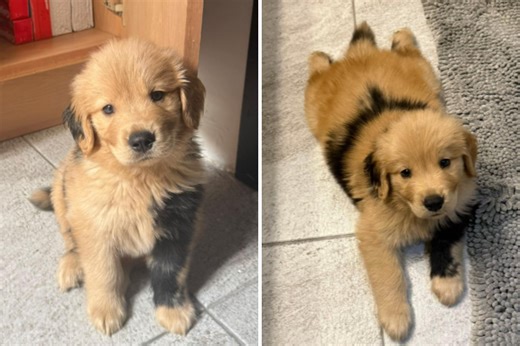 Hearts Melt at How Golden Puppy’s Rare ‘Somatic Mutation’ Makes Him Look
