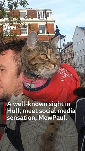 Meet the local cat that's become a celebrity - MewPaul sits on her owner's shoulders and gains social media followers wherever they go! | BBC East Yorkshire